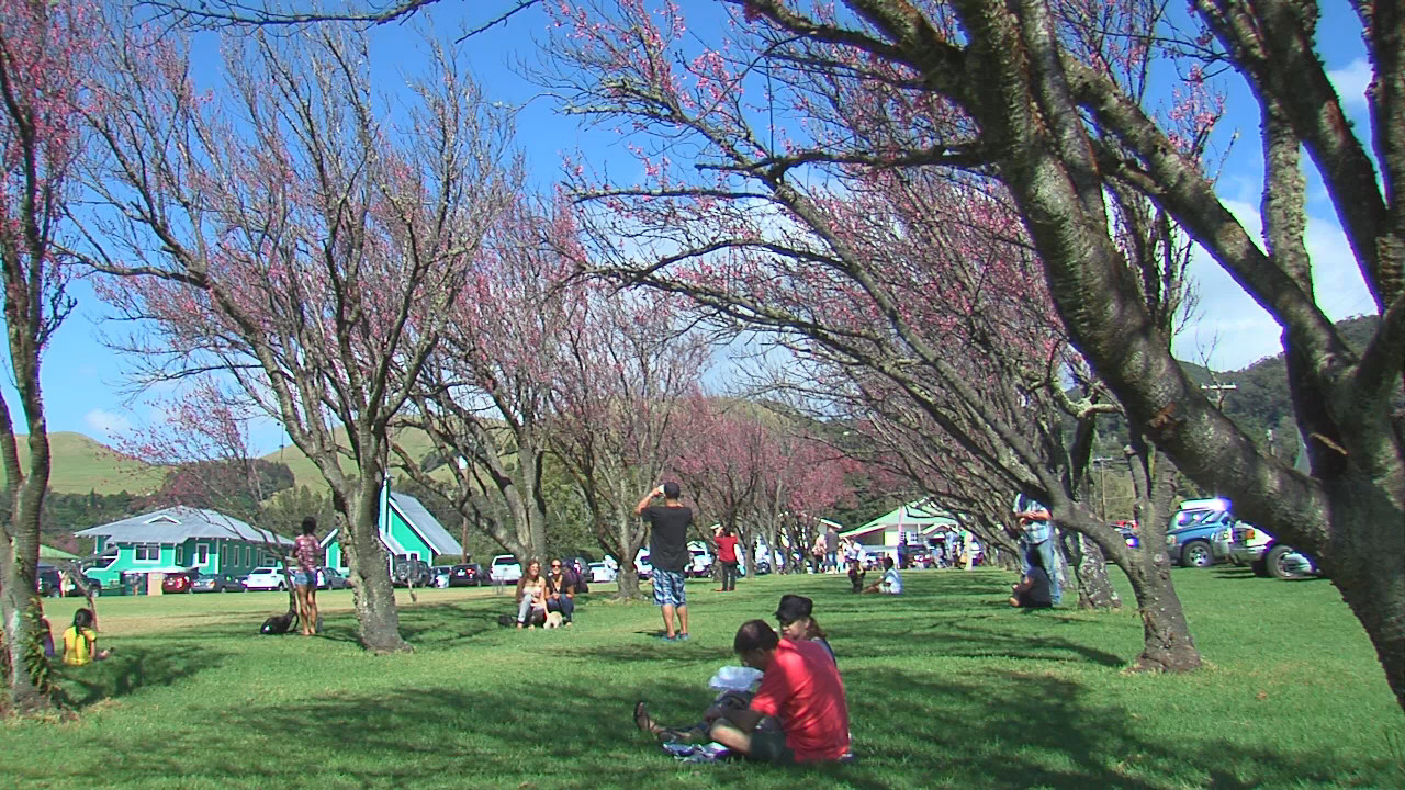 VIDEO Waimea Cherry Blossom Fest Has Council Support