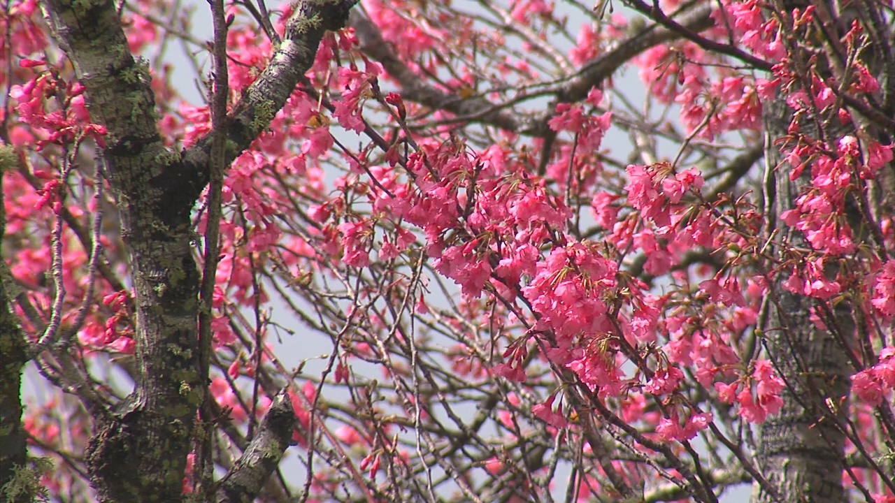 Waimea Cherry Blossom Heritage Festival Set For February 1, 2025