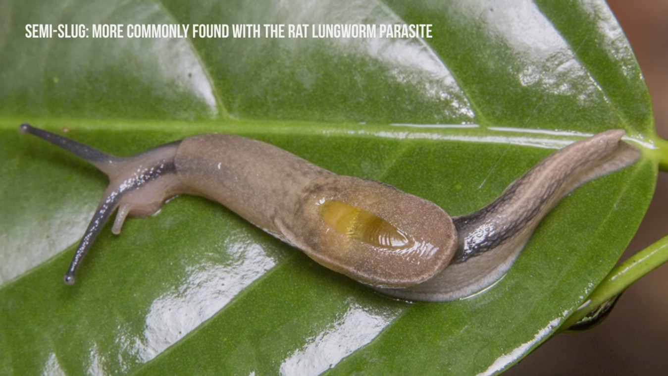 Three Rat Lungworm Cases Confirmed In Visitors To Hawaii Island