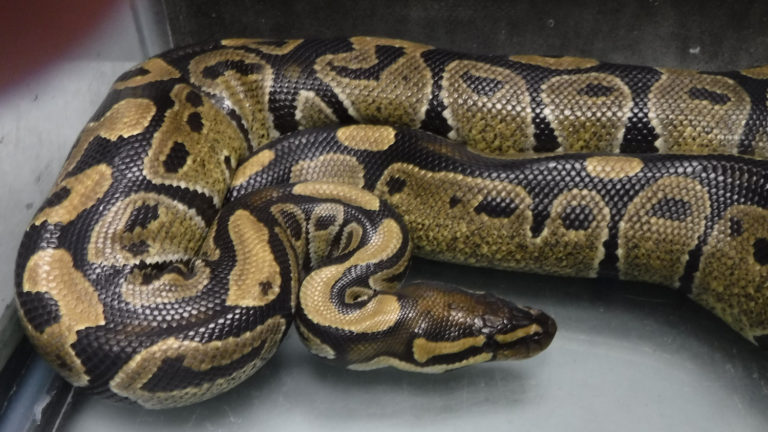 Snake Found In Hilo: Another Ball Python