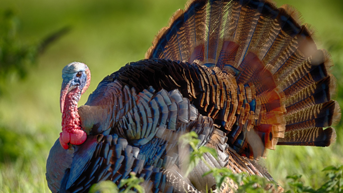2024 Spring Bearded Turkey Hunting Season Begins March 1st