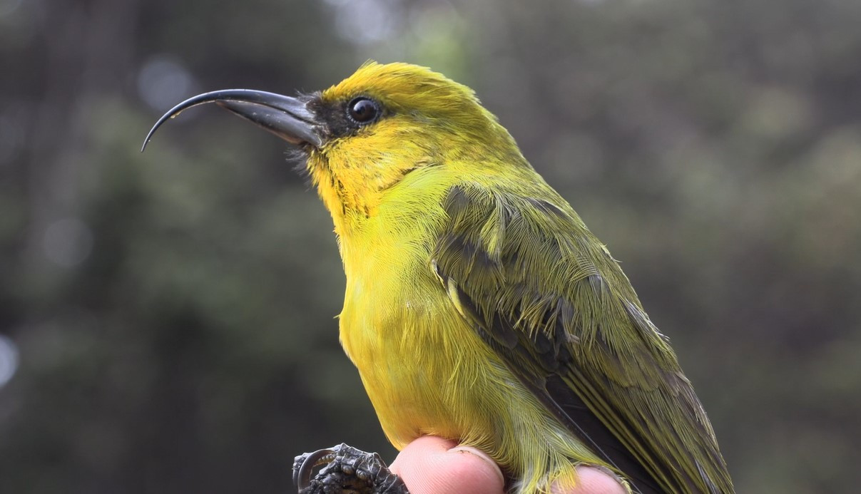 Christmas Bird Count Held At Puʻu Makaʻala